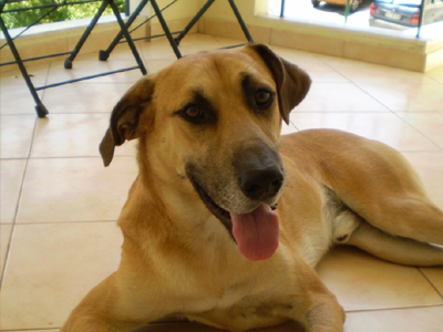 Ο Ρεξ ψάχνει σπίτι